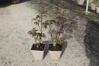 Pot 2.5L