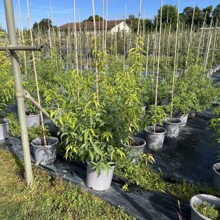 Pot 15L formé en baliveau hauteur 150 cm (hors pot)