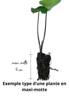 Pot Maxi-motte : Plant plus étoffé |L Haut. 10-25 cm