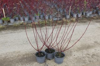 Pot 3L hauteur moyenne 40/60 cm (hors pot)