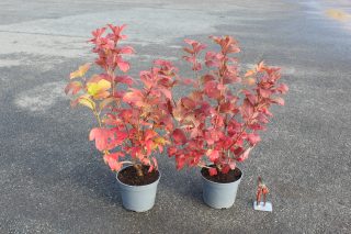 Pot 5L hauteur moyenne 40/60 cm (hors pot)