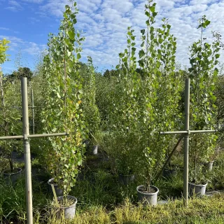 Pot 15L formé en baliveau hauteur variable entre 150-250 cm (hors pot)