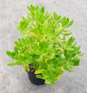 Orpin élevé (Sedum praealtum) — plante grasse vert vif en pot noir · Pot 2.5L