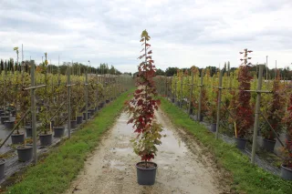 Pot 15L formé en baliveau hauteur variable entre 150-250 cm (hors pot)
