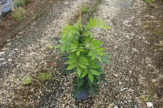 Pot 3L formé en tipi de 60 cm de hauteur (hors pot)