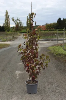 Pot 15L formé en baliveau hauteur variable entre 150-250 cm (hors pot)