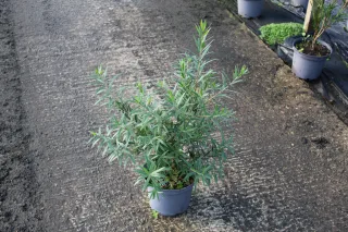 Pot 3L