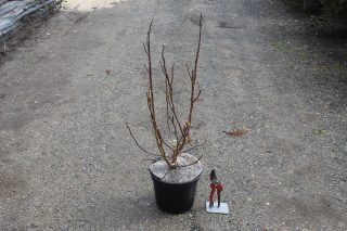 Pot 5L hauteur moyenne 60/80 cm (hors pot)