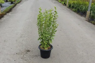 Pot 7.5L hauteur moyenne 80/100 cm (hors pot)