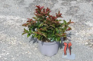 Pot 3L