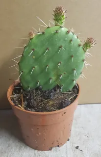 Oponce du littoral (Opuntia littoralis) — raquette de cactus épineuse en pot plastique · Godet