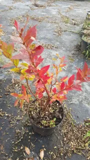 Myrtille arbustive 'Ivanhoe' (Vaccinium corymbosum) — arbuste aux feuilles rouges dans un pot noir · Pot 3L Touffe