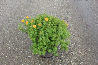 Pot 3L