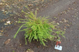 Pot 2L