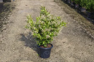 Pot 7.5L hauteur moyenne 60/80 cm (hors pot)