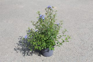 Pot 3L