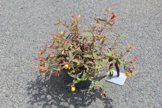 Pot 3L