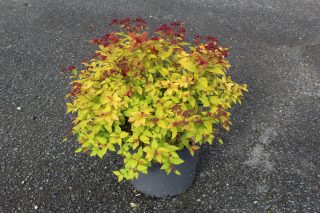 Pot 7.5L