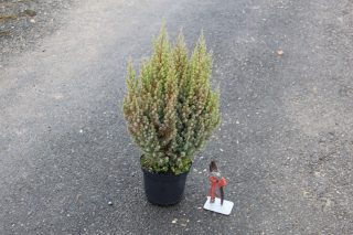 Pot 7.5L hauteur moyenne 60/80 cm (hors pot)