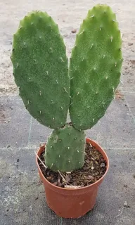 Oponce tomenteuse (Opuntia tomentosa) — jeune cactus en pot de culture brun · Godet