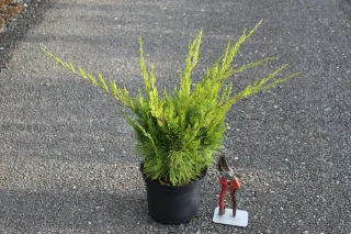 Pot 3L hauteur moyenne 30/40 cm (hors pot)