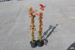 Pot 3L hauteur moyenne 80/100 cm (hors pot)