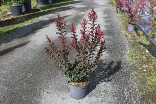 Pot 7.5L