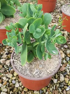 Sedum 'Brillant' (Sedum spectabilis) — plante succulente verte en pot de pépinière · Pot 3L Touffe