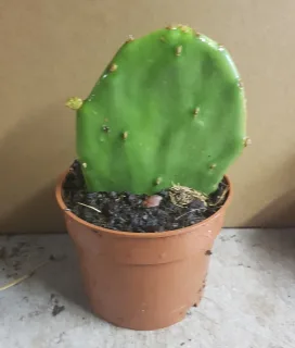 Oponce stricte (Opuntia stricta) — jeune cactus plat en pot plastique marron · Godet