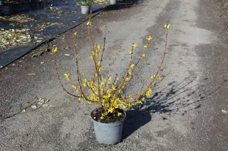Pot 7.5L hauteur moyenne 80/100 cm (hors pot)