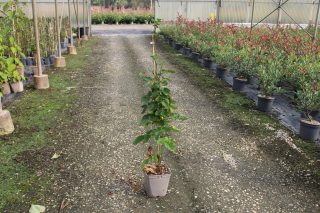 Pot 5L hauteur moyenne 40/60 cm (hors pot)