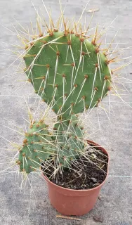 Oponce à aiguilles de feu (Opuntia phaecantha) — cactus aux larges raquettes vertes très épineuses · Godet