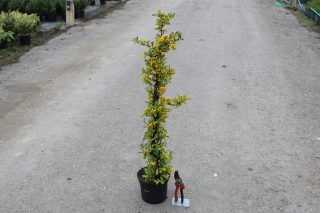 Pot 3L hauteur moyenne 60/80 cm (hors pot)