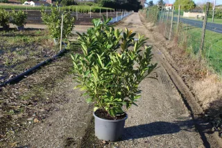 Pot 20L hauteur moyenne 100/125 cm (hors pot)