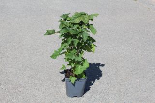 Pot 2L hauteur moyenne 20/40 cm (hors pot)