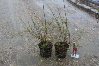 Pot 3L hauteur moyenne 40/60 cm (hors pot)