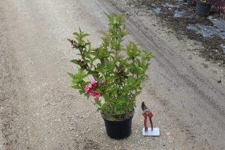 Pot 3L hauteur moyenne 40/60 cm (hors pot)