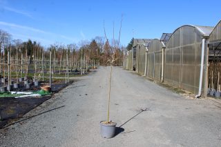 Pot 15L formé en ½ tige sur une tige de 150 à 200 cm, pour une hauteur totale de 250 à 300 cm (hors pot)