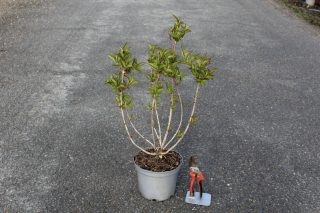 Pot 3L hauteur moyenne 60/80 cm (hors pot)