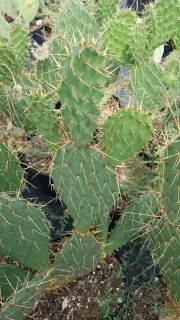 Figuier de barbarie 'Storytelling 2' (Opuntia phaecantha) — raquettes de cactus vertes couvertes de longues épines · Pot 2.5L
