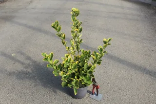 Pot 3L