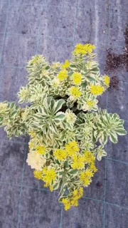 Orpin panaché à fleur jaune 'Atlantis®' (Sedum takesimense) — touffe dense au feuillage panaché et fleurs jaunes · Pot 3L