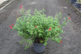 Pot 7.5L