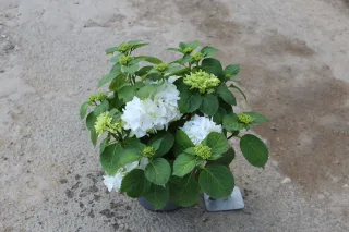 Pot 3L