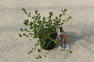 Céanothe Skylark (Ceanothus thyrsiflorus) — jeune arbuste ramifié en pot noir · Pot 3L
