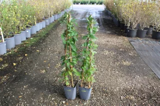 Pot 3L formé en tipi de 60 cm de hauteur (hors pot)
