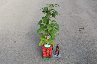 Pot 2L hauteur moyenne 20/40 cm (hors pot)