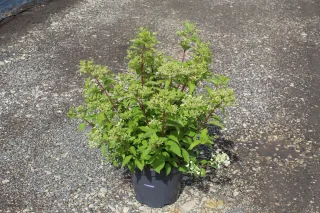 Pot 7.5L