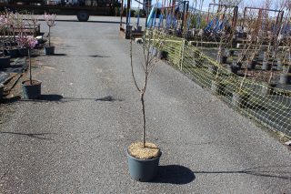 Pot 7.5L