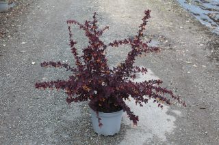 Pot 7.5L hauteur moyenne 60/80 cm (hors pot)